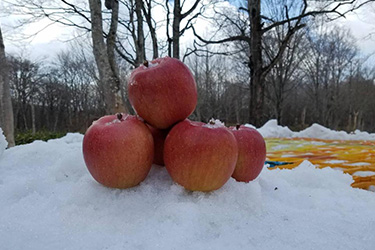 雪金子蘋果,奧特萊斯購物,群馬縣景點,群馬溫泉,玉原滑雪場,川場滑雪場