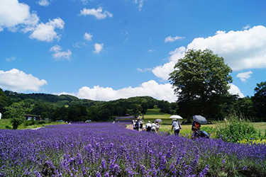 薰衣草田,群馬縣景點,群馬溫泉,玉原滑雪場,川場滑雪場